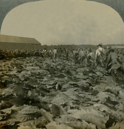 Cutting Tobacco, Kentucky, U.S.A., 1904. tekijältä Keystone View Company