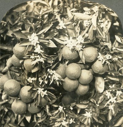 Appelsiininkukat ja kypsät appelsiinit kasvavat samassa puussa, Kalifornia, 1900. tekijältä Keystone View Company
