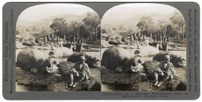 Aamuisen virtahevon metsästyksen tulos Mlembo-joella, Rhodesiassa, Afrikassa, 1910 tekijältä Keystone View Company
