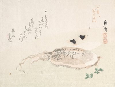 Cuttle Fish, 1800-luvun alku. tekijältä Kikuchi Yosai