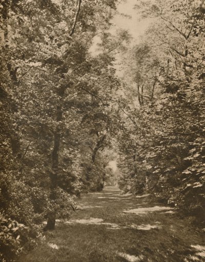 "A Woodland Glade muutaman sadan jaardin sisällä Earl