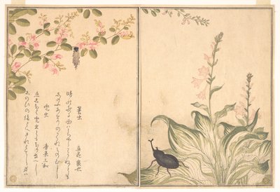  tekijältä Kitagawa Utamaro