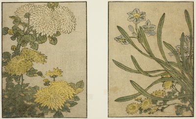 Chrysanthemum and Narcissus, kuvitetusta kirjasta "Picture Book: Flowers of the Four Seasons (Ehon shiki no hana)," voi. 2 tekijältä Kitagawa Utamaro