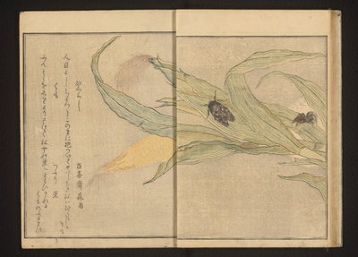 Cicada ja hämähäkki maissilla tekijältä Kitagawa Utamaro