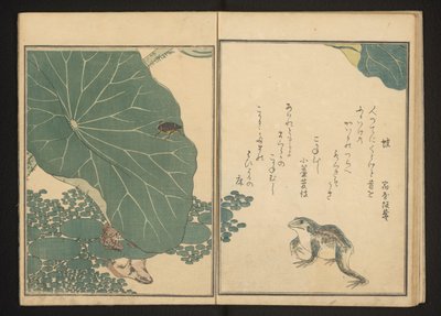 Sammakot ja kultahukkaa lähellä lootusta tekijältä Kitagawa Utamaro