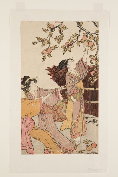 Gathering Persimmons (värillinen puupalikkaprintti) tekijältä Kitagawa Utamaro