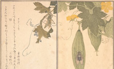 G Rasshoppe r Grasshopper, Shikada Cicada. . . , 1788. tekijältä Kitagawa Utamaro