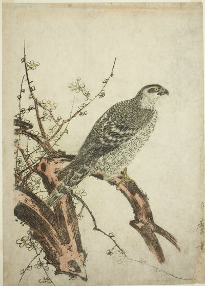Haukka luumun oksalla tekijältä Kitagawa Utamaro