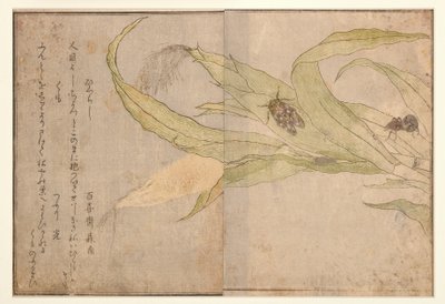 Higurashi ja hämähäkki, 1788 (puupalikka) tekijältä Kitagawa Utamaro