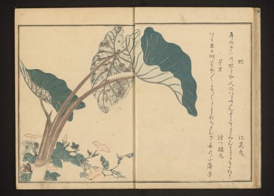 Hevoskärpäs ruoholla ja toukka tarokasvissa tekijältä Kitagawa Utamaro