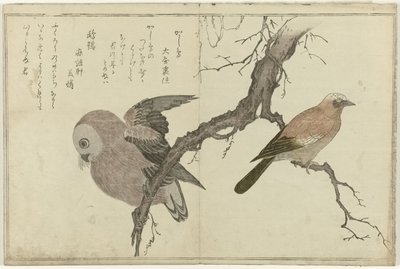 Jay ja pöllö tekijältä Kitagawa Utamaro