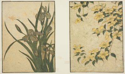 Kerria ja Iris, kuvitetusta kirjasta "Picture Book: Flowers of the Four Seasons (Ehon shiki no hana)," voi. 1 tekijältä Kitagawa Utamaro