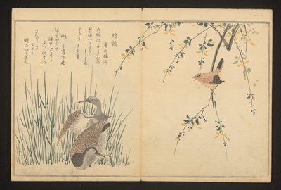 Sinisorsa ja kuningaskala tekijältä Kitagawa Utamaro