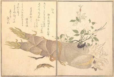 Mole Cricket Kera, Earwig, Hasami-mushi..., 1788. tekijältä Kitagawa Utamaro