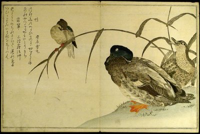 Myriad Birds: Kyoka-kilpailu (Momo chidori kyoka awase) tekijältä Kitagawa Utamaro