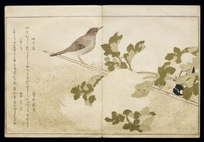 P.332-1946 Vol.2 f.2 Manchurian Tit and a Robin, albumista "Linnut vertailtu huumorilauluissa", 1791 (värillinen puupainatus) tekijältä Kitagawa Utamaro