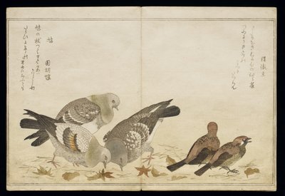 P.332-1946 Vol.2 f.5 Kolme kyyhkyä ja kaksi finkkiä albumista "Birds compared in Humorous Songs", 1791 (värillinen puupiirros). tekijältä Kitagawa Utamaro