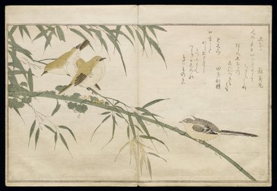 P.332-1946 Vol.2 f.6 Pitkähäntätiainen ja kolme valkosilmää, albumista "Linnut verrattuna huumorilauluihin", vuodelta 1791 (väripuupainatus) tekijältä Kitagawa Utamaro