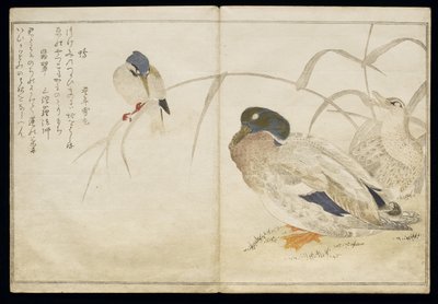 P.332-1946 Vol.2 f.7 Kaksi villiankkaa ja yhteinen kuningaskalastaja, albumista "Linnut vertailtu huumorilauluissa", 1791 (värillinen puupainatus) tekijältä Kitagawa Utamaro