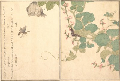 Paperiampiainen Hachi, karvainen toukka Kemushi..., 1788. tekijältä Kitagawa Utamaro
