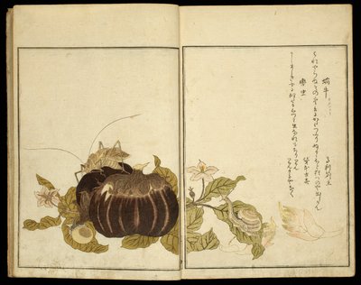 Kuvakirja: (Ehon mushi erabi) tekijältä Kitagawa Utamaro