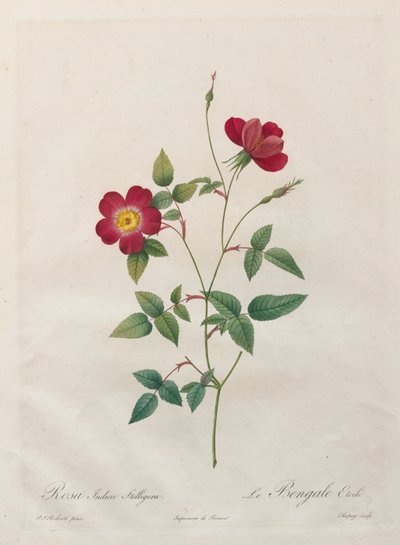 Rosa Indica Stelligera tekijältä Kitagawa Utamaro