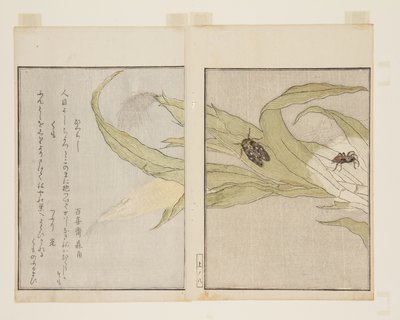 Hämähäkki (Kumo) ja iltasikada (Higurashi) (värillinen puupalikkaprintti) tekijältä Kitagawa Utamaro