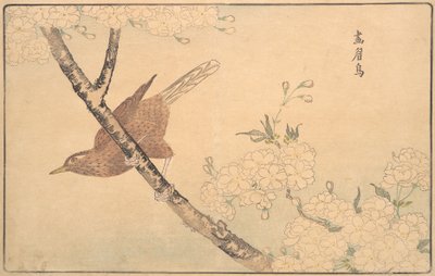 Harmaarastas, 1789. tekijältä Kitao Masayoshi