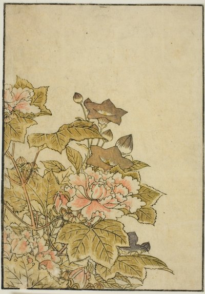 Autumn Flowers: Pionies and Bellflowers, kirjasta "Mirror of Beautiful Women of Pleasure Quarters (Seiro bijin awase sugata kagami)," voi. 2 tekijältä Kitao Shigemasa