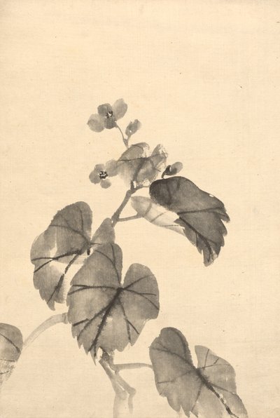 Begonian sivuliike Bloomissa. tekijältä Kono Bairei