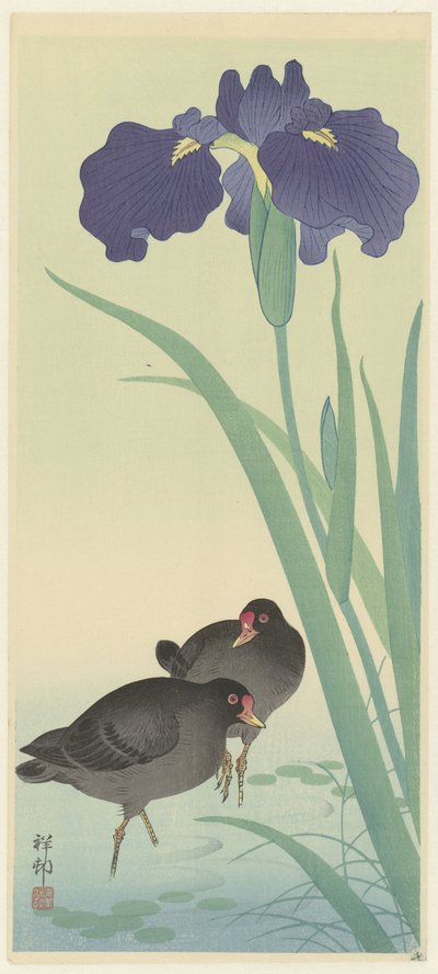 Moorhens and Irises (värillinen puupiirros) tekijältä Ohara Koson
