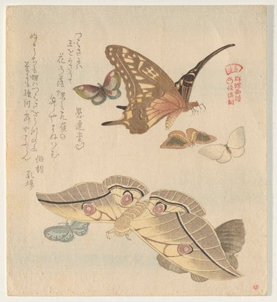 Perhosia ja yöperhosia sarjasta A Flock of Butterflies (Gunch? Gafu) tekijältä Kubo Shunman