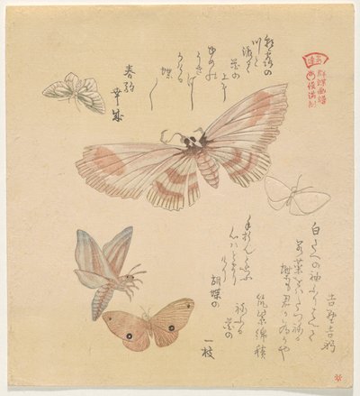 Perhosia ja yöperhosia sarjasta A Flock of Butterflies (Gunch? Gafu) tekijältä Kubo Shunman