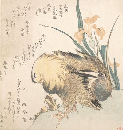 Mandarin Ducks ja Iris Flowers -pari, 1700-luvun loppu - 1800-luvun alku. tekijältä Kubo Shunman