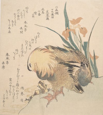 Mandarin Ducks ja Iris Flowers -pari, 1700-luvun loppu - 1800-luvun alku. tekijältä Kubo Shunman