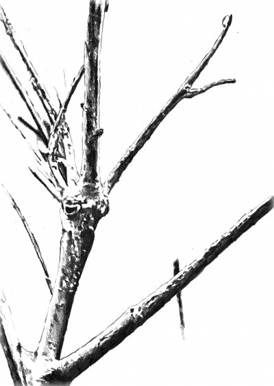  tekijältä Kulik