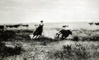Cowboy hevosen selässä lassoi vasikkaa (bw kuva) tekijältä L.A. Huffman