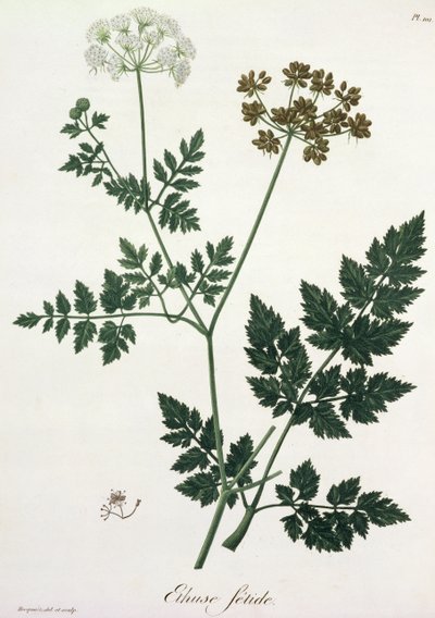 Aethusa Cynapium Joseph Roquesin (1772-1850) Phytographie Medicalesta, julkaistu vuonna 1821 tekijältä L.F.J. Hoquart
