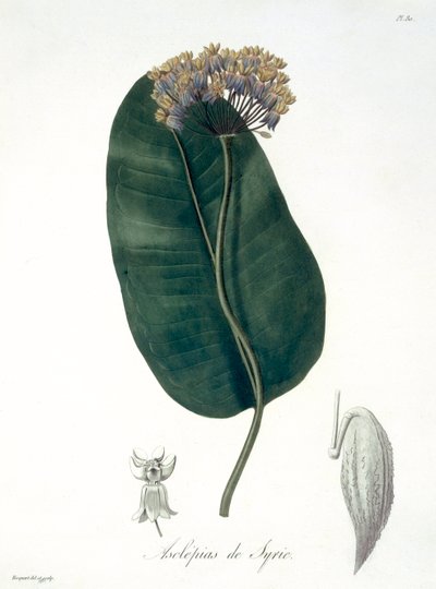 Asclepias Syriaca Joseph Roquesin (1772-1850) vuonna 1821 julkaisemasta "Phytographie Medicale" -teoksesta. tekijältä L.F.J. Hoquart