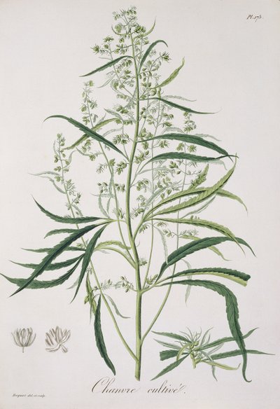 Cannabis Sativa Joseph Roquesin (1772-1850) vuonna 1821 julkaisemasta "Phytographie Medicale" -teoksesta. tekijältä L.F.J. Hoquart