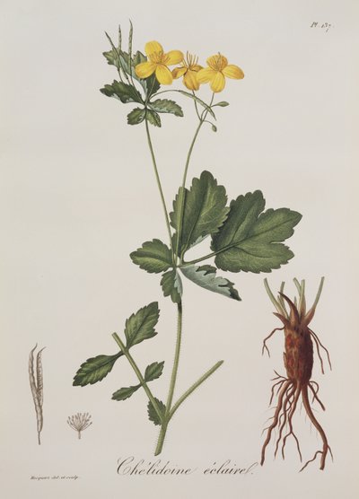 Chelidonium Majus Joseph Roquesin (1772-1850) Photographie Medicalesta, julkaistu vuonna 1821 tekijältä L.F.J. Hoquart