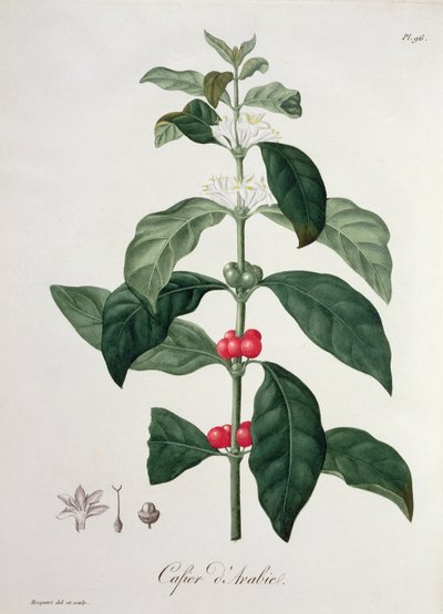Coffea Arabica Joseph Roquesin (1772-1850) Phytographie Medicalesta, julkaistu vuonna 1821 tekijältä L.F.J. Hoquart