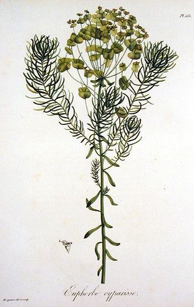 Euphorbia Cyparissias Joseph Roquesin (1772-1850) "Phytographie Medicalesta", julkaistu vuonna 1821 (kaiverrus) tekijältä L.F.J. Hoquart