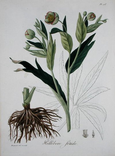 Helleborus Foetidus Joseph Roquesin (1772-1850) teoksesta Phytographie Medicale, julkaistu vuonna 1821 (kaiverrus) tekijältä L.F.J. Hoquart