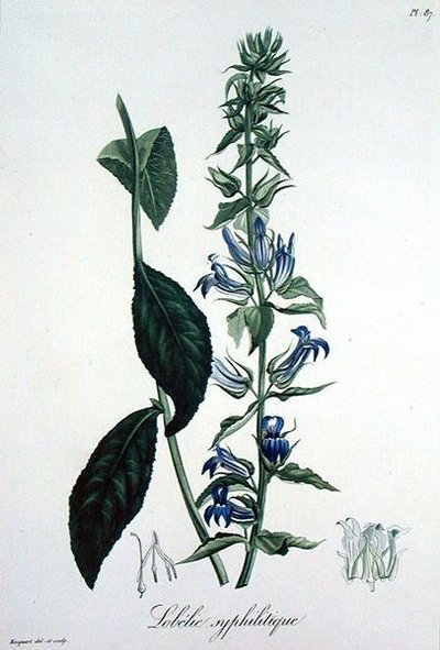Lobelia Siphilitica Joseph Roquesin (1772-1850) teoksesta Phytographie Medicale, julkaistu vuonna 1821 (kaiverrus) tekijältä L.F.J. Hoquart