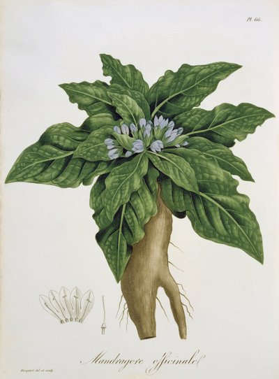 Mandragora Officinarum Joseph Roquesin (1772-1850) vuonna 1821 julkaisemasta "Phytographie Medicale" -teoksesta. tekijältä L.F.J. Hoquart