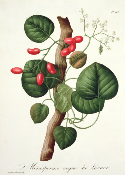 Menispermum Joseph Roquesin (1772-1850) kirjasta Phytographie Medicale, julkaistu vuonna 1821 tekijältä L.F.J. Hoquart
