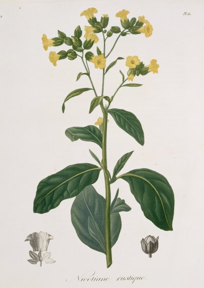 Nicotiana Joseph Roquesin (1772-1850) Phytographie Medicalesta, julkaistu vuonna 1821 tekijältä L.F.J. Hoquart