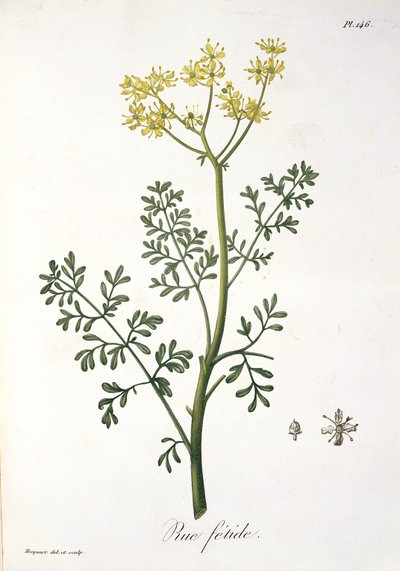 Rue Joseph Roquesin (1772-1850) Phytographie Medicalesta, julkaistu vuonna 1821 tekijältä L.F.J. Hoquart