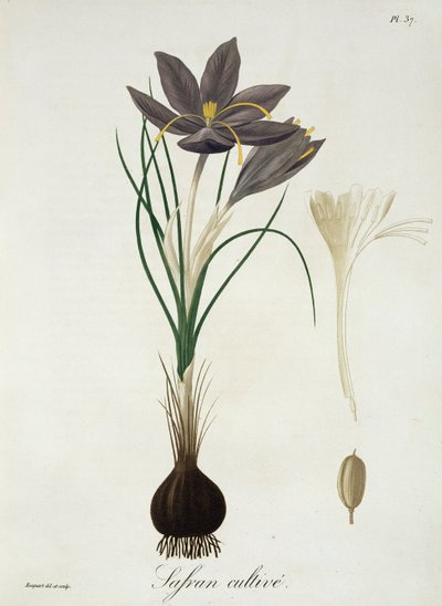 Joseph Roquesin (1772-1850) Phytographie Medicalen sahramikrookus julkaistiin vuonna 1821. tekijältä L.F.J. Hoquart